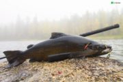 Рыболовный тур «Реки Карелии». Рыбалка на секретных реках Северной Карелии